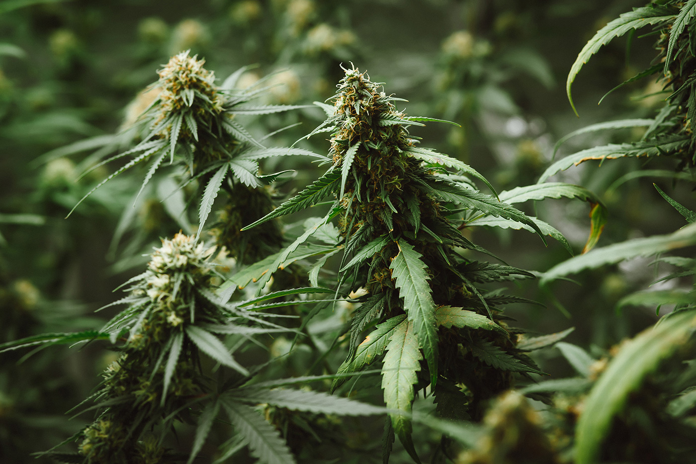 You are currently viewing Troubleshooting common mistakes in marijuana growing