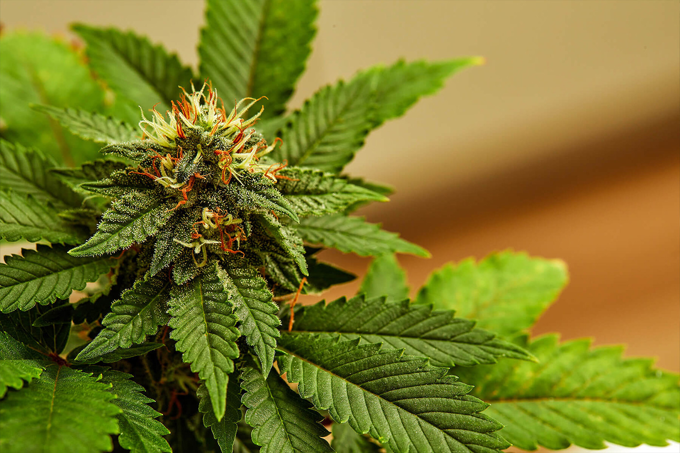 You are currently viewing How to grow marijuana outdoors: a beginner’s guide