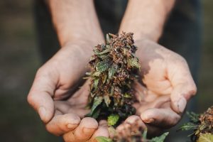 Read more about the article Charlotte Figi, CBD pioneer and ‘Charlotte’s Web’ namesake
